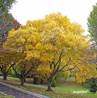 Fraxinus excelsior