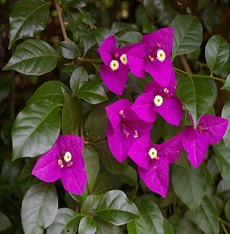 Bougainvillea spectabilis