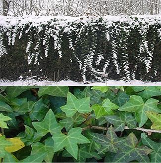 Hedera helix