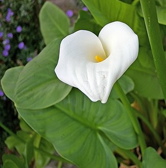 Zantedeschia aethiopica