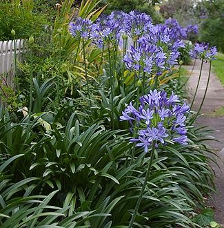 Agapanthus praecox