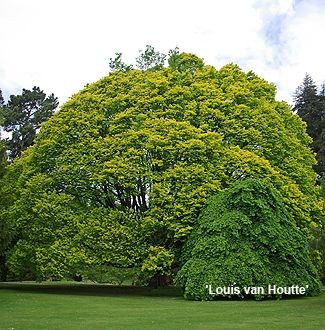 Ulmus procera