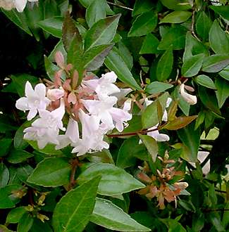 Abelia x grandiflora