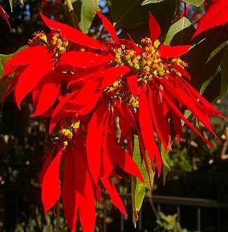 Euphorbia pulcherrima