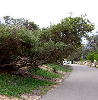 Leptospermum laevigatum