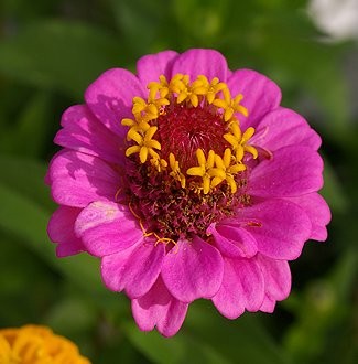 Zinnia elegans