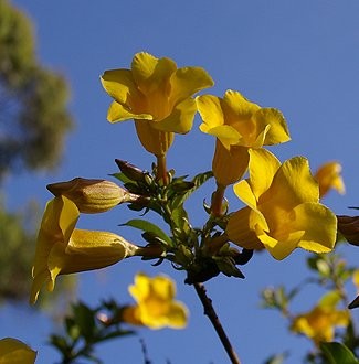 Allamanda cathartica