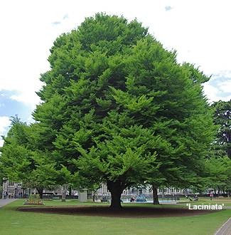 Fagus sylvatica