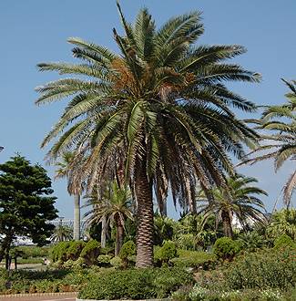 Phoenix canariensis