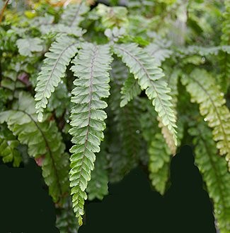 Adiantum hispidulum