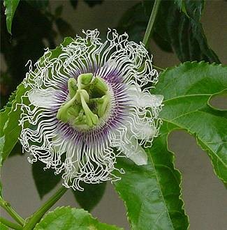 Passiflora edulis