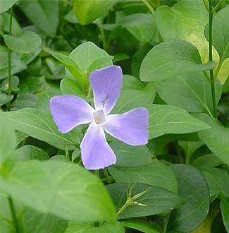 Vinca minor