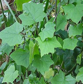 Delairea odorata