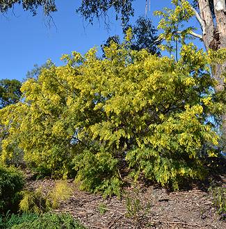 Acacia cardiophylla