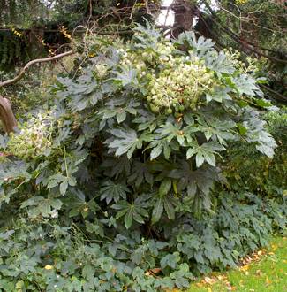 Fatsia japonica