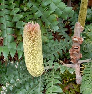 Banksia grandis