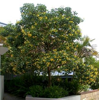 Hymenosporum flavum