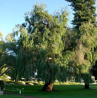 Agonis flexuosa