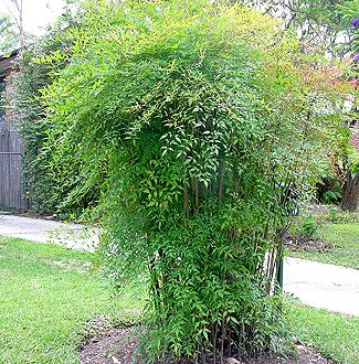 Nandina domestica