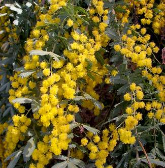 Acacia baileyana