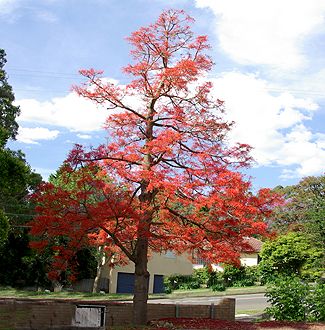 Brachychiton acerifolius