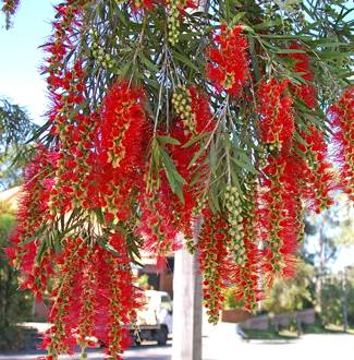 Callistemon viminalis