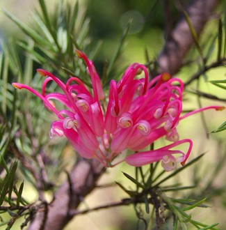 Grevillea rosmarinifolia