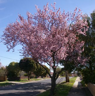 Prunus cerasifera