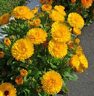 Calendula officinalis