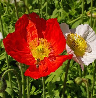 Papaver nudicaule