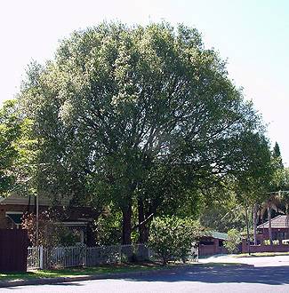 Syzygium smithii