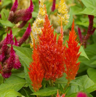 Celosia cristata