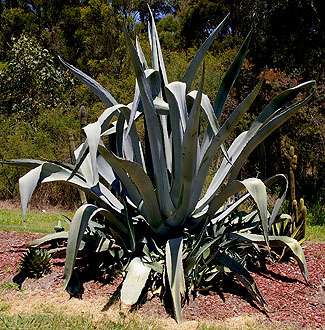 Agave americana