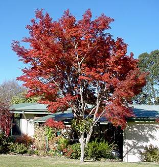 Acer palmatum