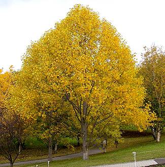 Liriodendron tulipifera