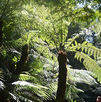 Dicksonia antarctica