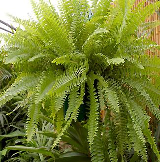 Nephrolepis exaltata