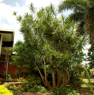 Dracaena marginata