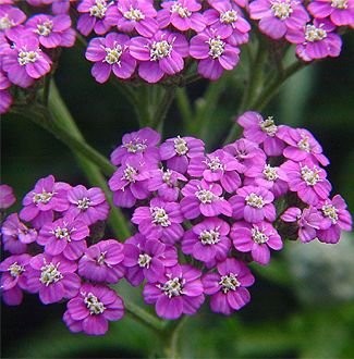 Achillea millefolium