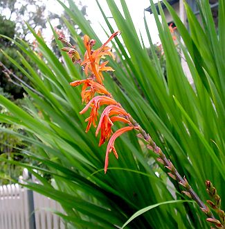 Watsonia Hybrids