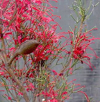 Hakea purpurea