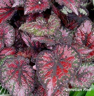 Begonia rex