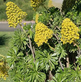 Aeonium arboreum