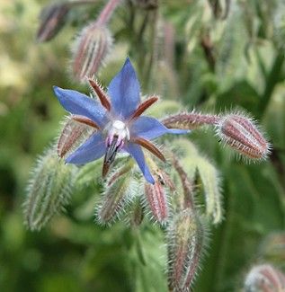 Borago officinalis