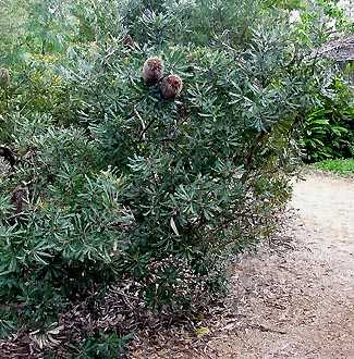 Banksia media