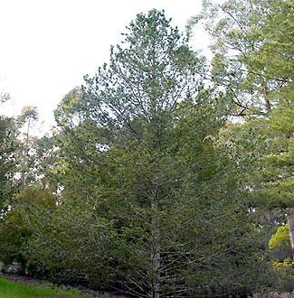 Pinus flexilis