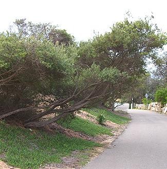 Lep Tree PlantFile