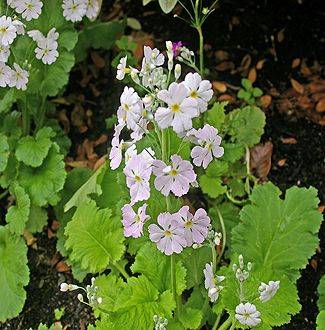 Primula Cod Roe PlantFile
