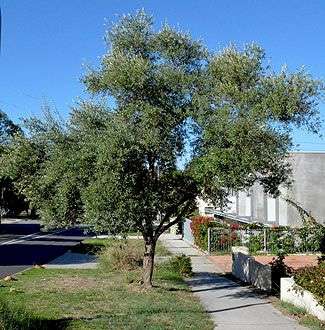 Olea europaea